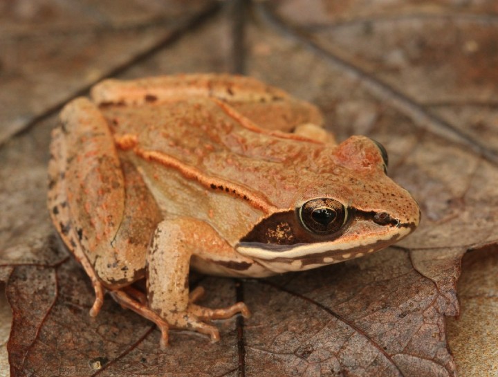 Wood Frog